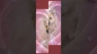The dog watches the fastening of the imitation bar (Собака наблюдает за креплением откосов в доме)