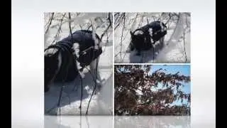 Toy Fox Terrier on cold Winter Morning Canada