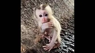 Baby Monkey Crying Very Hungry | Baby Monkey Crying Mom#shorts #shortvideo #babymonkey #wildlife