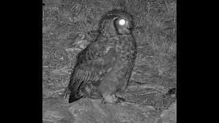 Spotted Eagle Owl