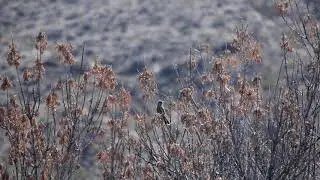 Nutting's Flycatcher at Paseo del Rio