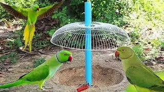 Easy DIY Parrot Trap Make from Electric fan guard