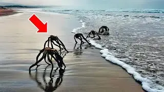 Woman Spots Sea Spiders &ndash; When Vet Arrives, He Says: 