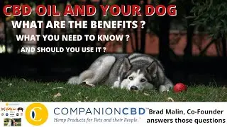 CompanionCBD - Brad Malin