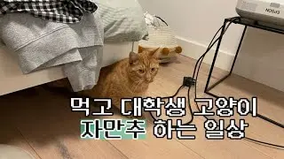 바쁘다 바빠 먹고 대학생 고양이도 만나고