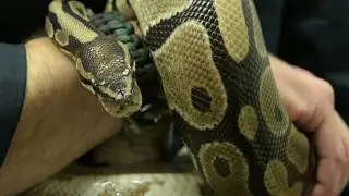 How legs were lost during snake evolution