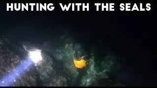 Seals Hunting at Night