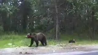 Romania 2001-14 - Bears on the road