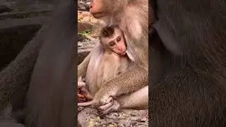 so cute baby monkey With mom monkey lovely baby #shortvideo