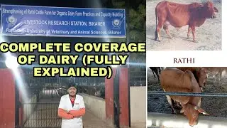 Milking procedure and Management of dairy cattle Farm Full explained 🐄🥛 #rajuvas