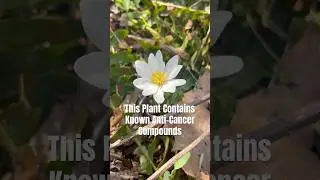 Bloodroot | Nature&rsquo;s Chemotherapy #farming #naturalmedicine #cancertreatment #consultaprofessional