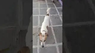 Dog lover comedy video #comedy #pets #dog #cute #funny #animals #dogshorts