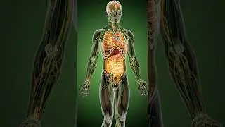 What Wine Really Does Inside Your Body&rdquo;#WineExplained #HumanBody3D #MedicalAnimation #AnatomyVisuals