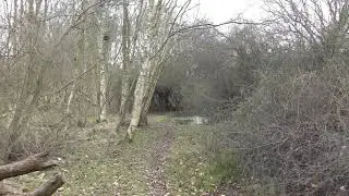 Inside woodland  Walberswick National nature Reserve Suffolk UK 7Jan19 145p 2160p 4k