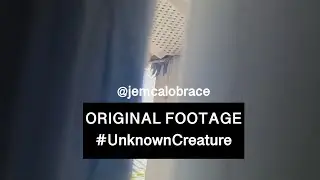 Original Footage of My Viral Unknown Creature (Turned Out to Be a Big Raccoon) #unknowncreature