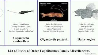 List of Fishes of Order Lophiiformes Family Miscellaneous. gigantactis lantern angler toothed