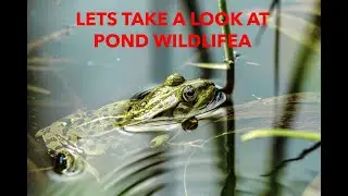 Discover Pond Wildlife  Fun Facts for Kids