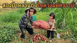 Vietnamese farmers are harvesting sweet potatoes and sticky corn.