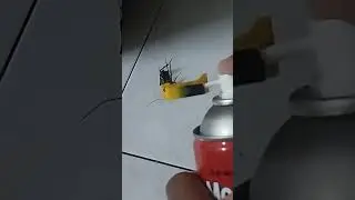 Killing a Roach using Mortein PowerGard Barrier Outdoor in Malaysia. #mortein #cockroach #malaysia
