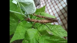 Палочники Креоксилусы- Creoxylus spinosus