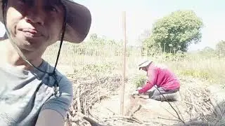 Ep.21 ขั้นตอนเตรียมเผาข้าวหลาม #ข้าวหลาม