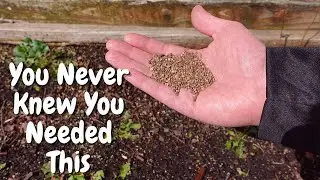 The Soil Amendment You Never Knew You Needed | Using Azomite In Your Garden