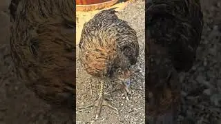 Wry neck (torticollis) in Poultry