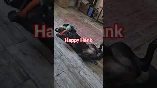 Our Black Lab's Reaction to His Monkey Toy Is Priceless!