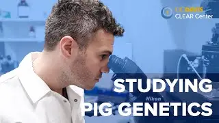 Is Gene Editing in Pigs Safe?