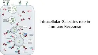 Intracellular Galectins and its role in Immune Response #Code: 298
