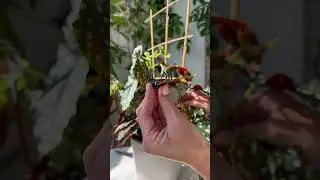 🪴 Begonia Maculata &lsquo;Wightii&rsquo;