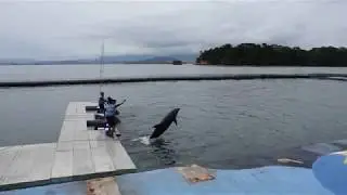 Dolphin Show #SentinelsOfTheSea at Ocean Adventure, #Subic