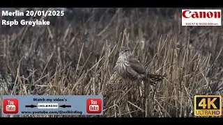 Merlin RSPB Greylake 20 01 2025