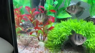 Black Skirt Tetra  Breeding Guide- Breeding Setup , Identify Males and Females