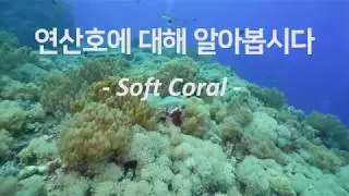 4편. 연산호 소개 - Soft Coral Introduction