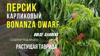 Карликовый сорт персика Bonanza Dwarf | Dulce Gardens