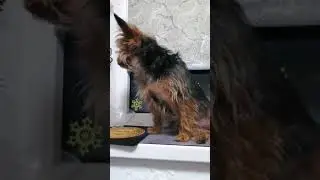 A cat without dinner😾😼