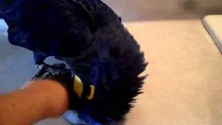 HYACINTH MACAW PLAYING.MP4