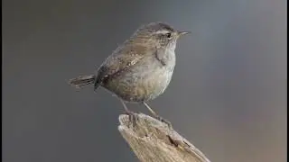 Winter wren song (Chistothorus Palustris)