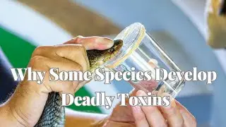 The Evolution of Venom in Animals Why Some Species Develop Deadly Toxins
