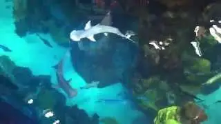 New England Aquarium, Boston 2015, Giant tank with sharks and turtles