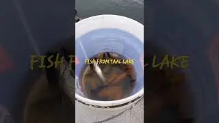 #taal #philippines #fishing #ocean #batangas