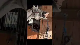 Don't Miss This Hilarious Video! #174