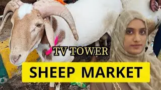 Sheep market in Bangalore near tv tower #bangalore #bannur #ameengad #bakra