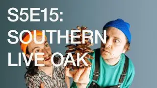 S5E15: A Tragic Beauty (Southern Live Oak)