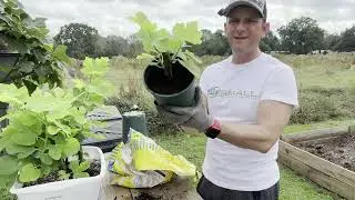 Transplanting fig cuttings and fall garden update 2024