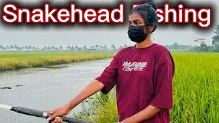 പുതിയ Frog-ൽ വരാൽ പിടിത്തം 😨🎣| Snakehead Fishing | Fishing Spot |Kerala Fishing| Malayalam| #youtube