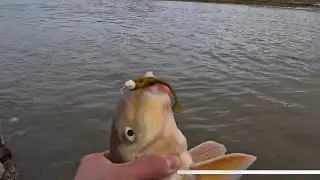 AFTER WORK SESSION (that&rsquo;s not a WALLEYE🤔)