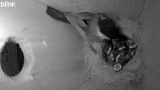 Happy Mother's Day from the Aster Ct chickadees at Edwards Meadows HOA!