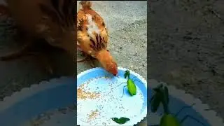 Mantis Attack Chicken #shorts #ytshorts #mantis #chicken #animals